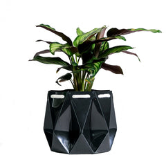 Self Watering Ocean Pot (15cm)